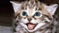 /album/obrazky-kocek/thumb1-32172-4058-131407-bigthumbnail-jpg/